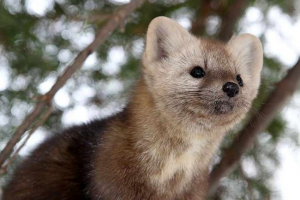 Sable - životinjska taiga Sable - životinjska taiga